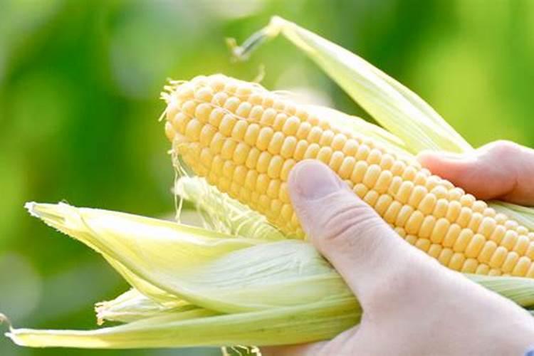 种毛豆用什么土比较好