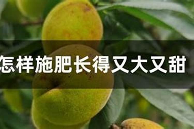 桃树用什么肥料最好
