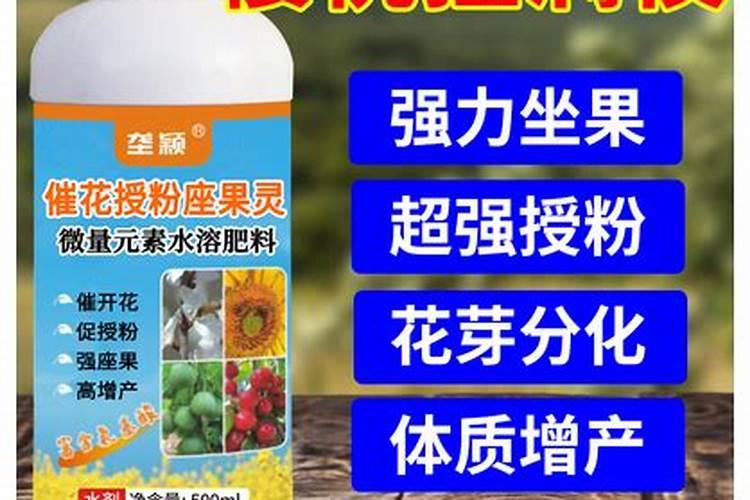 沙白甜瓜刚授粉,应该怎么管理？