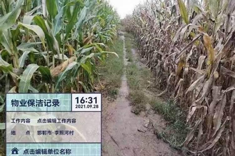 玉米底肥的正确方法