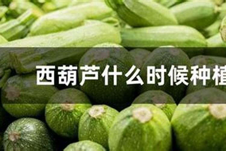 求助,小葫芦施什么肥料
