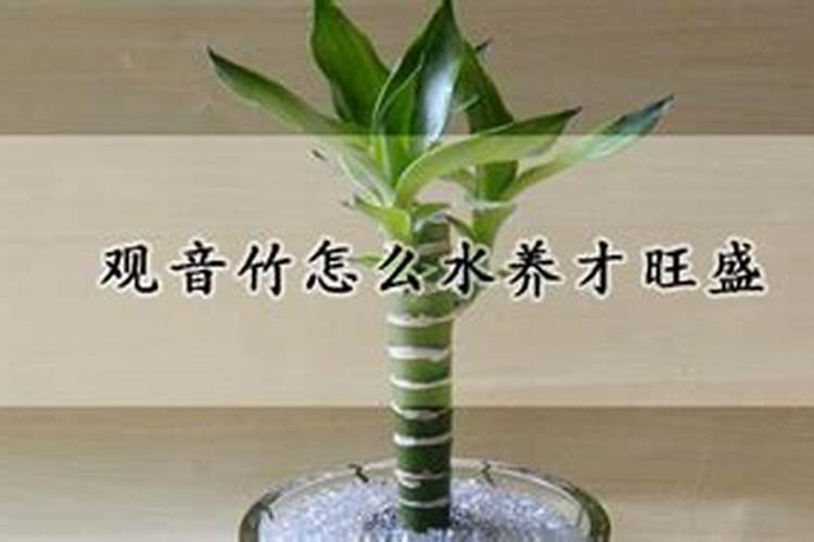 观音竹的施肥方法什么肥料好？