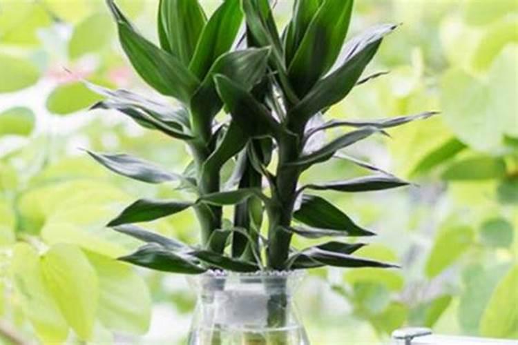 谁能告诉我水养观音竹的养殖方法和注意事项？