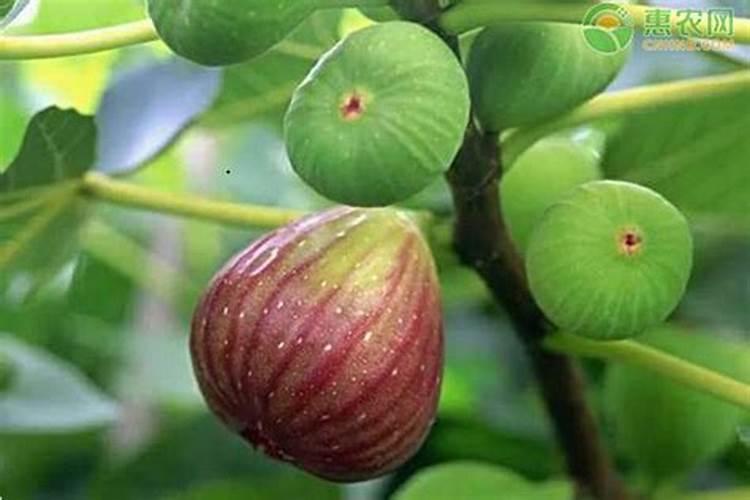 湖南益阳可以大面积种植无花果吗？