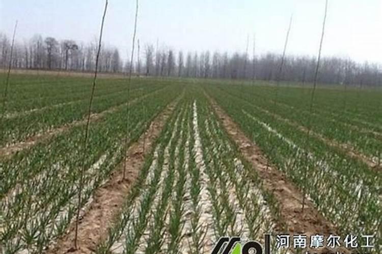大蒜几月份用高钾水溶肥？