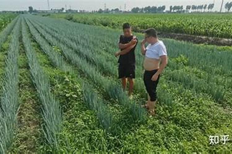 鱼池肥水撒什么肥料