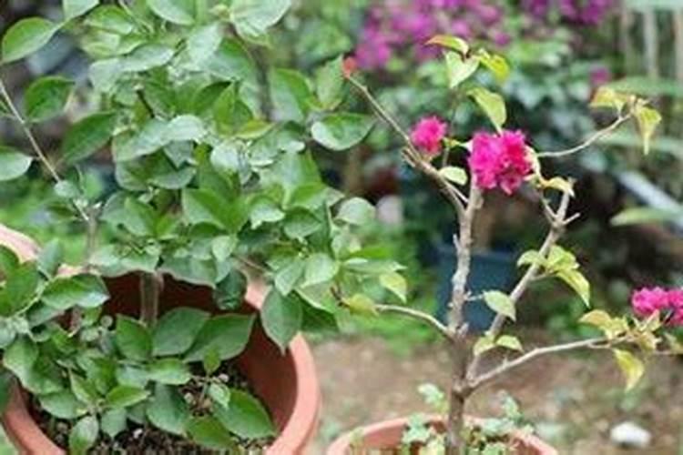 施什么肥可以促进开花施什么肥能促进开花