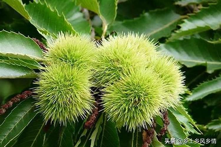 板栗什么时期施肥最好？