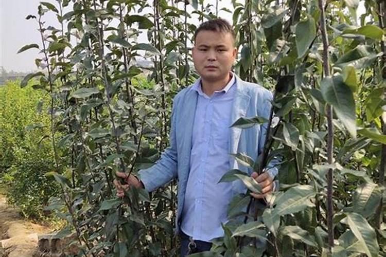 种果树用什么肥料好