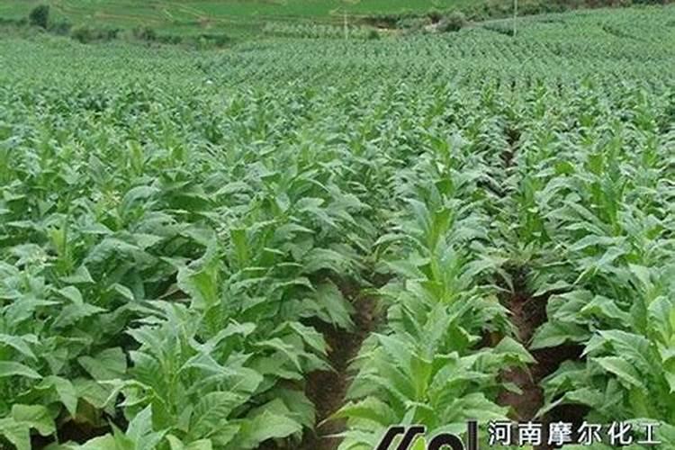怎样根据烟草需肥特点进行施肥？