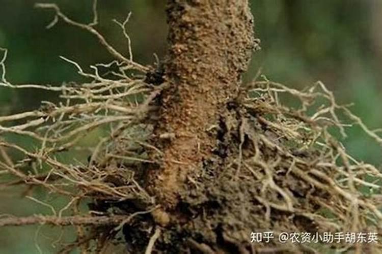 柑橘每亩施多少黄腐酸？