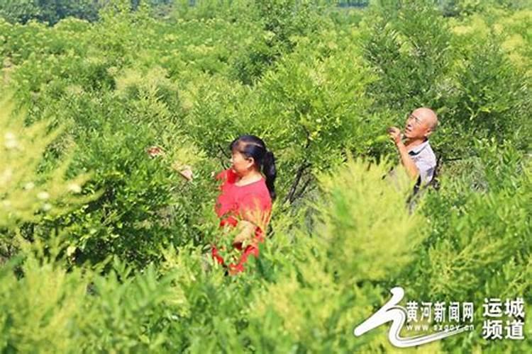 国槐怎么种？国槐的繁殖和栽培技术