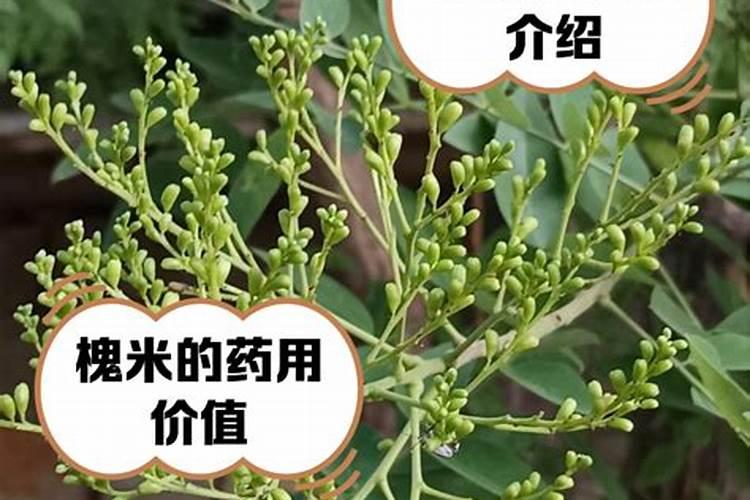你觉得国槐树苗有哪些作用呢？