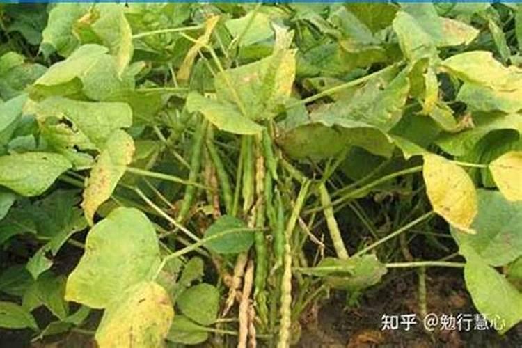 红豆如何养