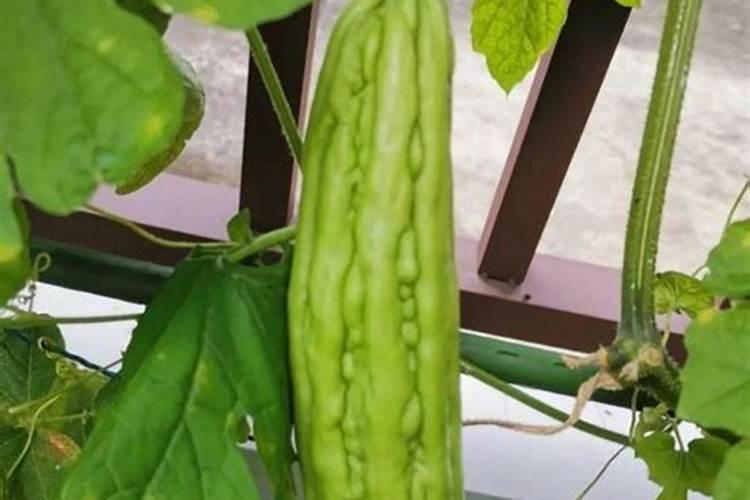 苦瓜施肥过多会怎样