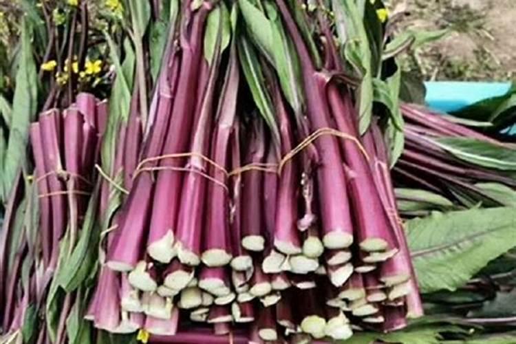 红菜苔怎么种才高产 红菜苔如何种才高产