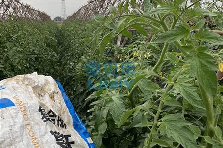 农村俗语:“院中不栽杏,杏旺人不旺”