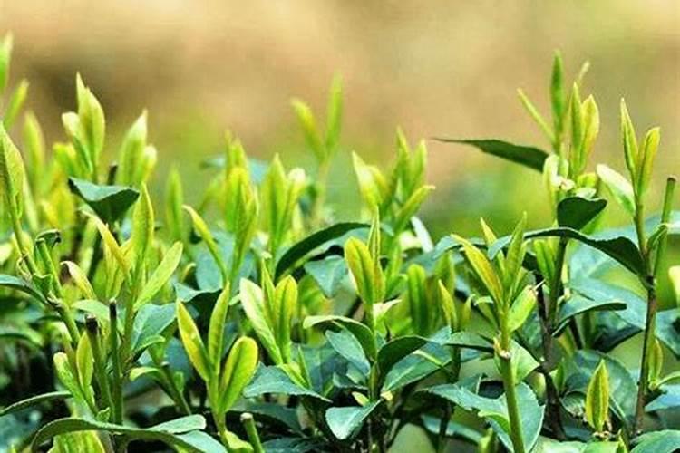 茶叶用什么化肥好