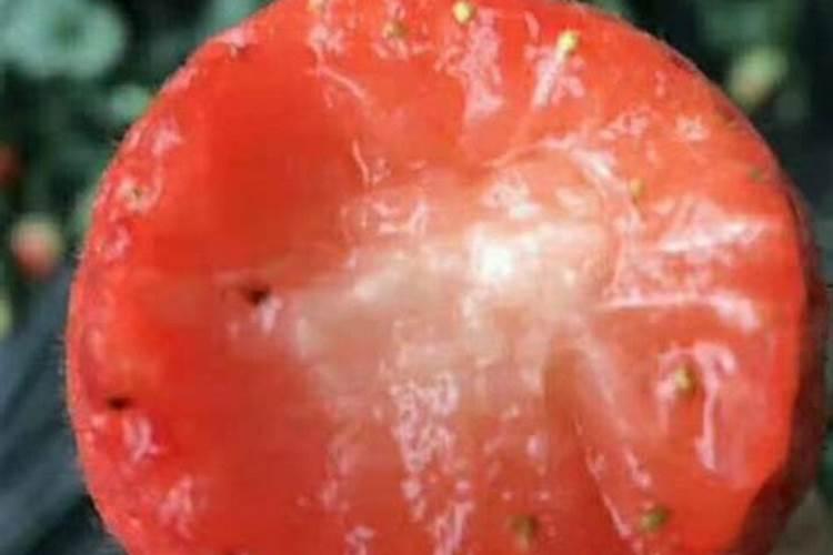 草莓施肥用什么肥料 草莓施肥使用的肥料介绍