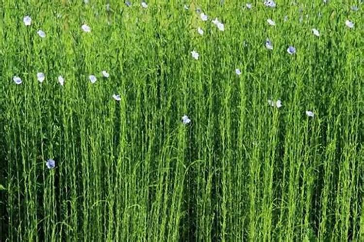 亚麻籽种植时间和收获时间