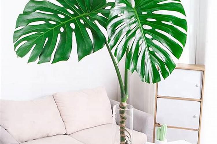 龟背竹施什么肥最好