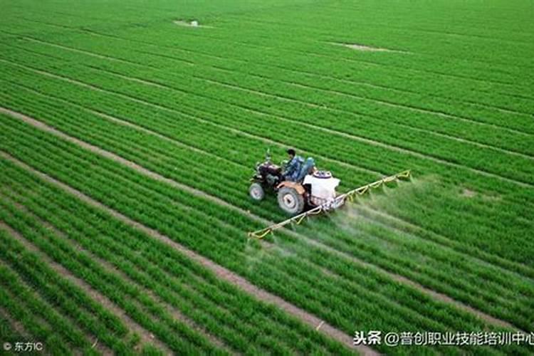 什么时候给小麦追肥会是最为合适的阶段