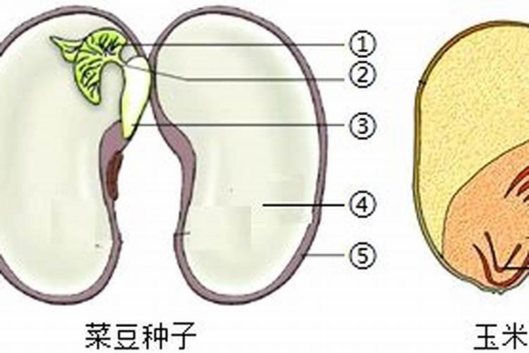 菜豆施肥应当注意啥