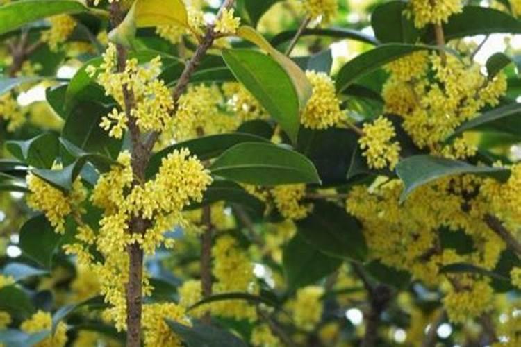 桂花树施什么肥合适