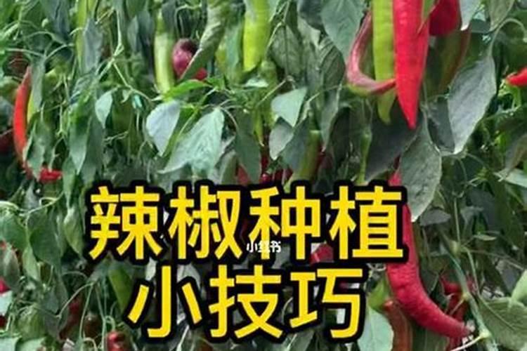辣椒什么时候就可以开始育苗,每年的时间相同吗？