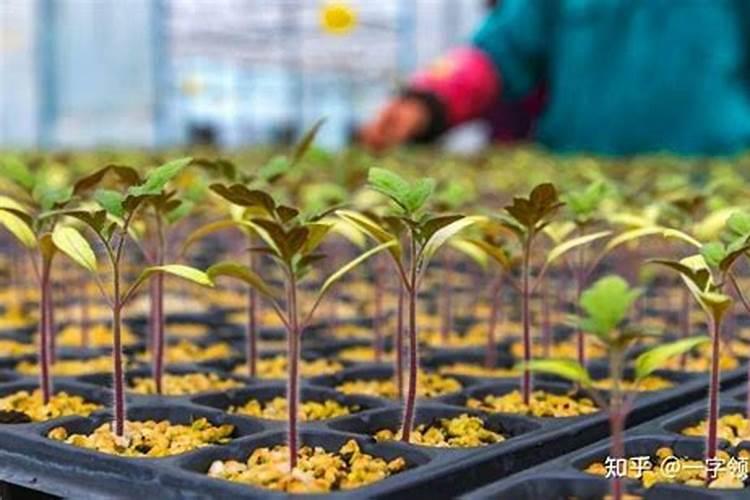 番茄苗期最需要什么肥料