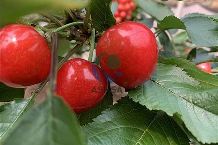 樱桃高产用什么肥料合适？樱桃树种植现在都用哪种肥料？