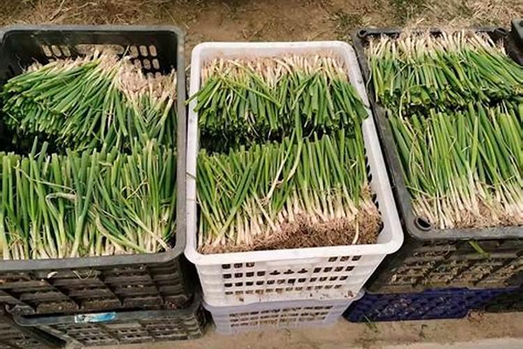 大葱叶面喷什么肥料好 用什么肥料长的快