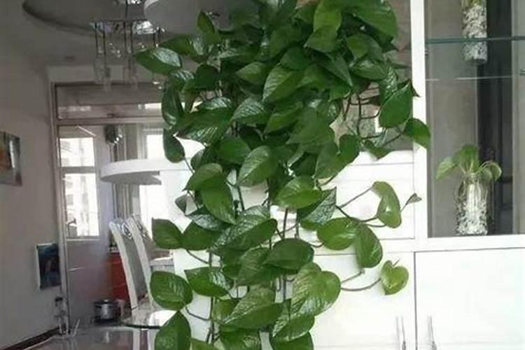 绿萝能喂碳酸氢氨吗？