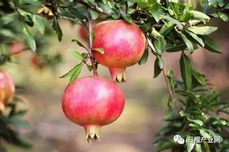 软籽石榴怎么种植