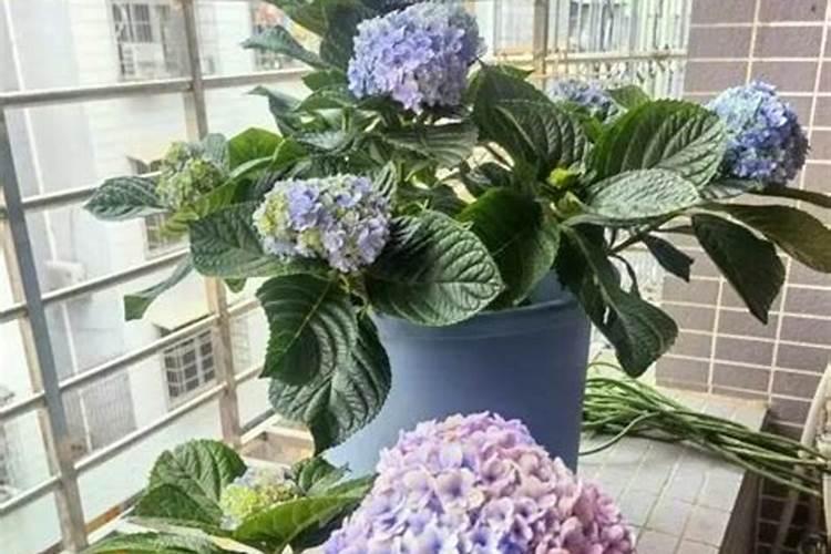 绣球花每天几点开花？