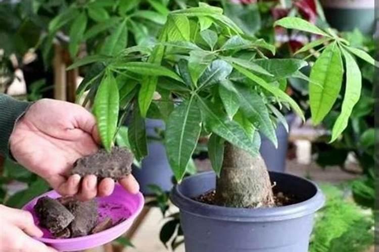 发财树施什么肥最好