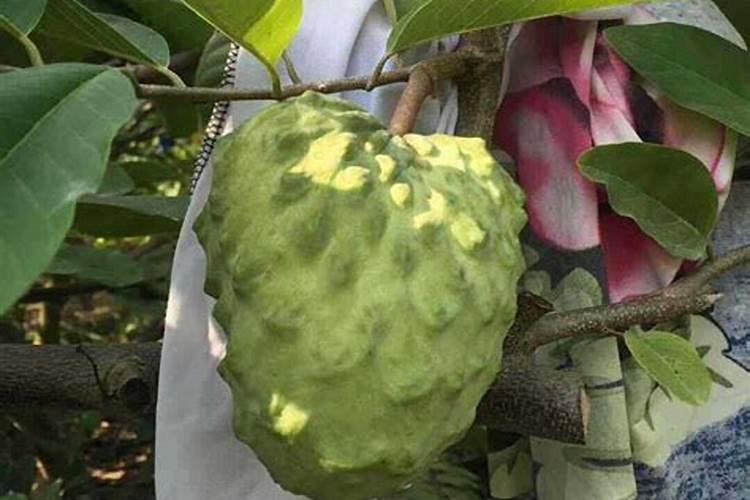 豆角开花期打什么叶面肥 豆角花期可以喷施叶面肥吗