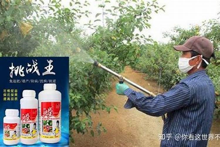 家养的发财树开始枯萎了怎么办