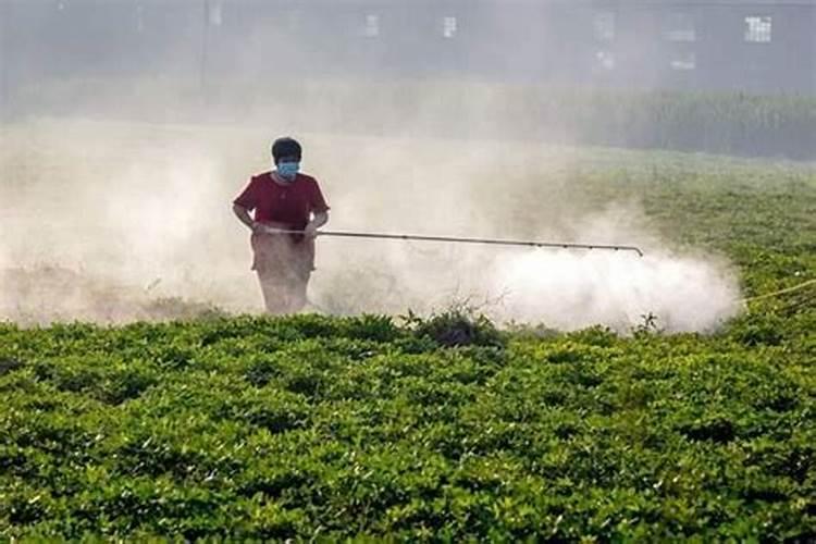 玉米喷完叶面肥多久能喷除草剂？