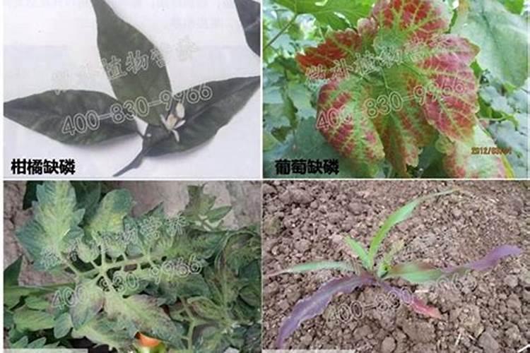 植物缺磷的症状