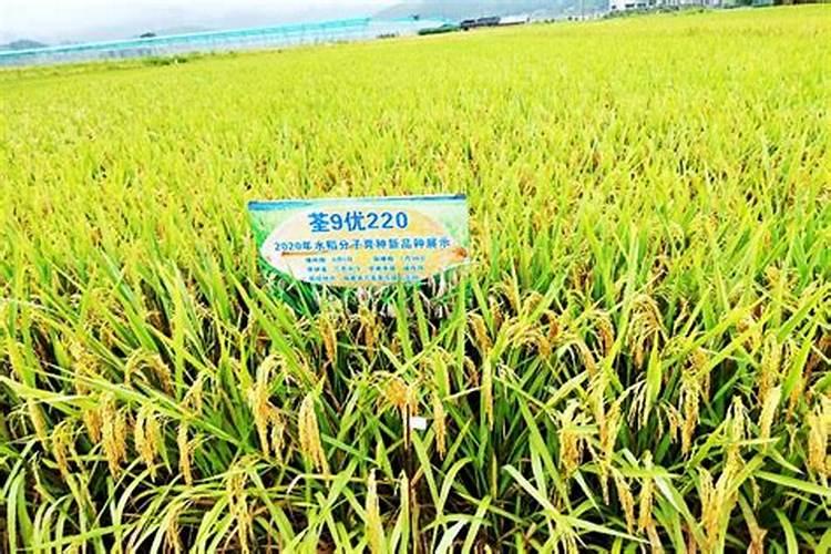 水溶肥是一种新型的肥料,这种肥料比较适合什么农作物？