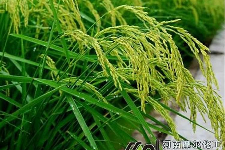 水稻叶面喷肥时间 有哪些注意事项