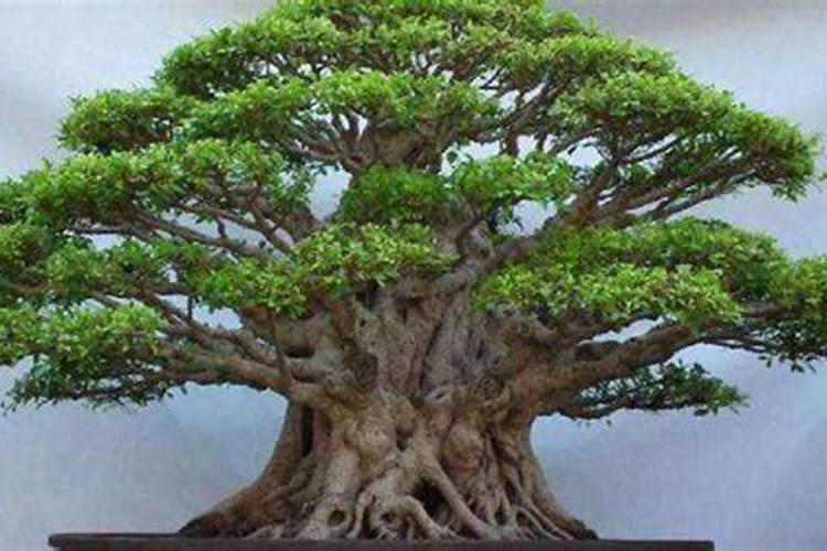 盆栽榕树怎样施肥