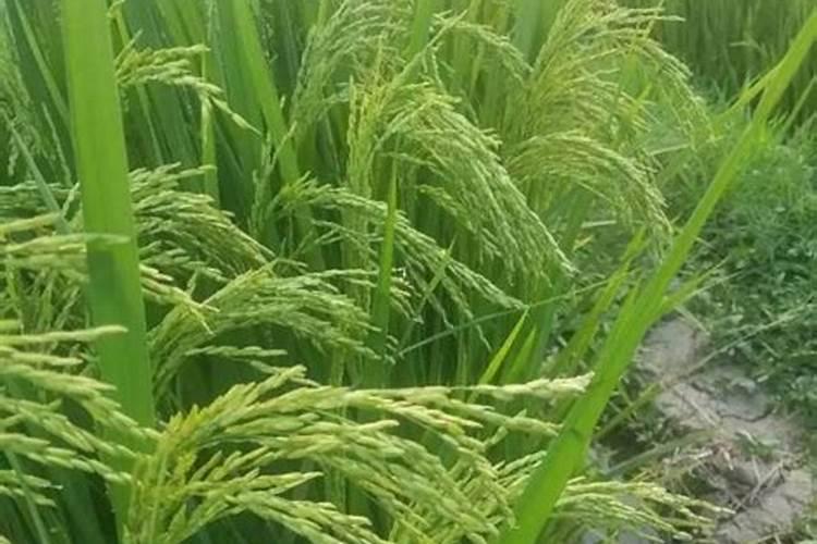 坡地种植水稻技术要点