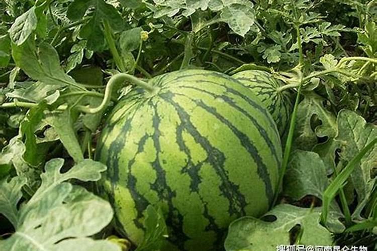 种植西瓜用什么肥料最佳？