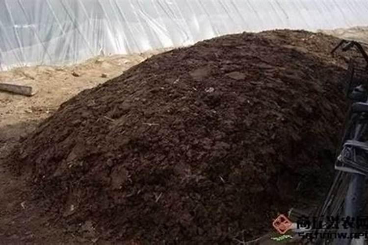 鹅掌柴用什么肥,氮肥可促进叶面生长