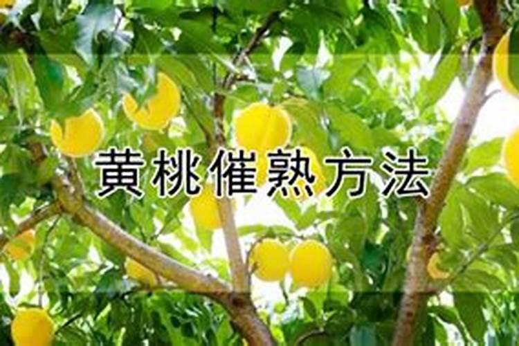 黄桃树怎么施肥效果好