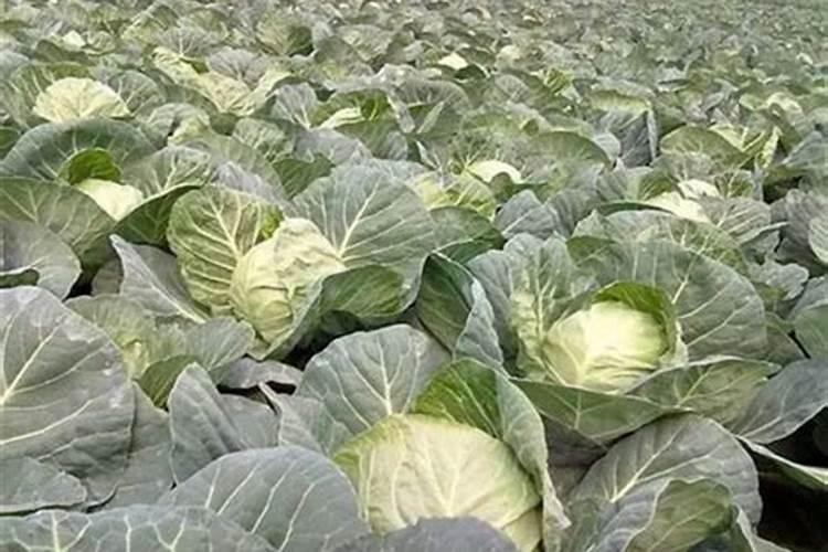 甘蓝用什么叶面肥长的快