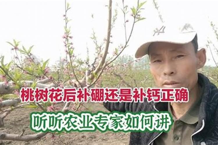 桃树浇什么肥料能增产增甜？种植桃树防病增产施肥管理如何做