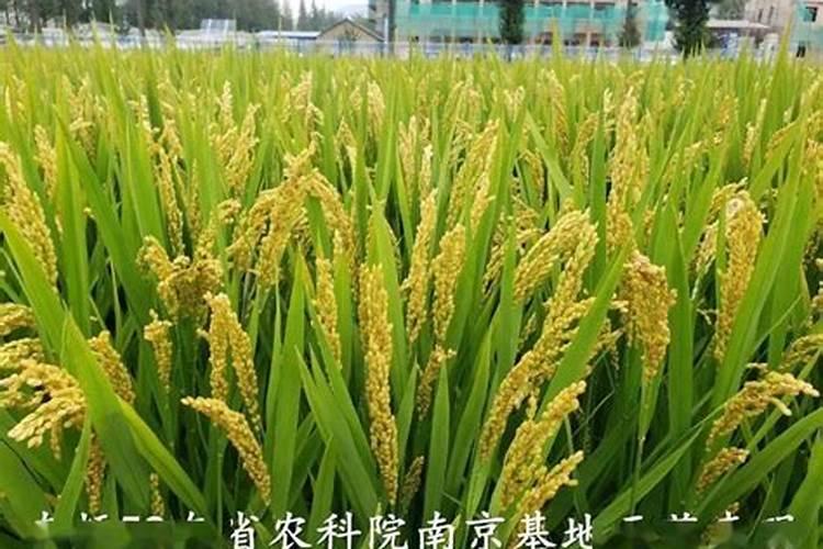 中微肥具体包括什么肥料？